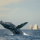 Whale breaching the water in Cabo San Lucas, Mexico